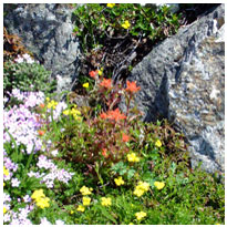 Marys Peak Floral Arrangement