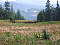 Cattle in the Hills