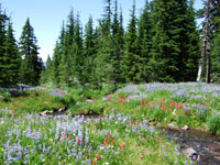 Mountain Meadow and Creeklet